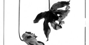 Elle, la feuille 8